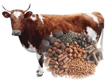 Animal Feed  Customizable Animal feed  Cow Feed  Goat Feed