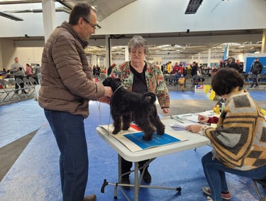 Eleveur Schnauzer miniature et juge SCC