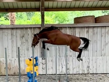 Poulinière jument mare Selle Francais jumping cso