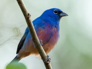 A Rose-bellied Bunting bird perches on a branch in La Sepultura Reserve in Chiapas