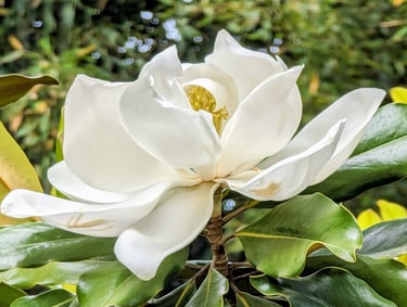 Impressionnante fleur de Magnolia grandiflora