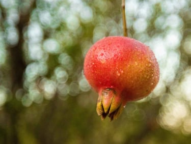 pomegranate