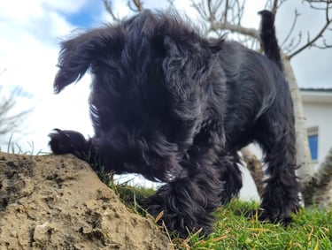 Bébé Schnauzer miniature noir