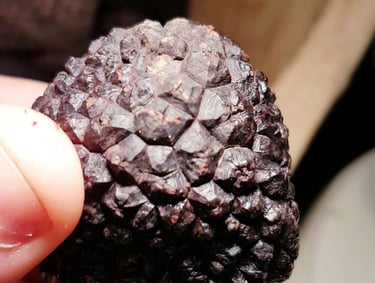 truffe noire Périgord tuber melanosporum