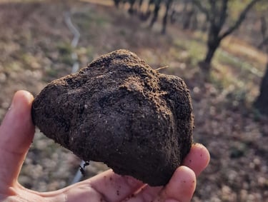 truffe noire perigord melanosporum brut de terre