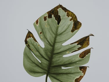 Monstera leaf with brown crispy tips