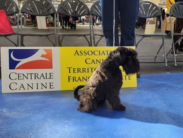 Schnauzer nain en confirmation
