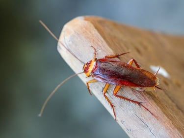 COCKROACH PEST CONTROL SERVICE