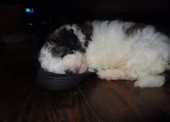 puppy sleeping on a shoe