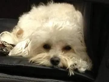 maltipoo sleeping lazy