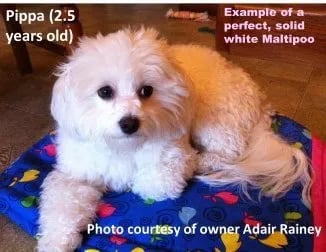 white female maltipoo puppy