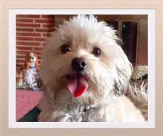 tan-maltipoo-dog
