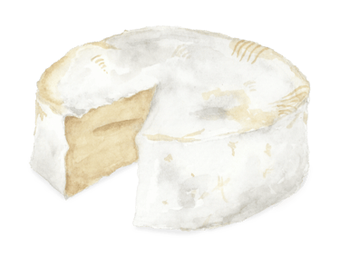 watercolor camembert 