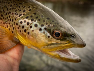 Watauga river spring fly fishing