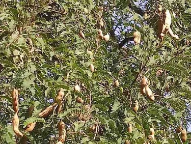 Young green tamarind fruit on tree branches in closeup, suitable for international buyers.