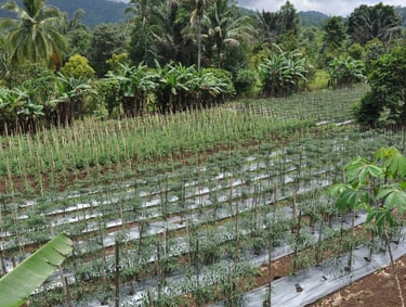 chilli fields, sulawesi, indonesia