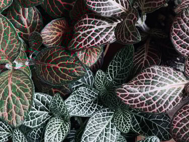 une plante à feuilles rouges et vertes