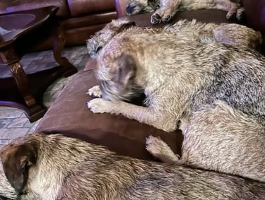 Border Terriers on the couch Platte Valley Kennel Club Nebraska