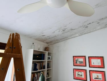 Black mold growth spreading across a white bedroom ceiling and wall near a ceiling fan.