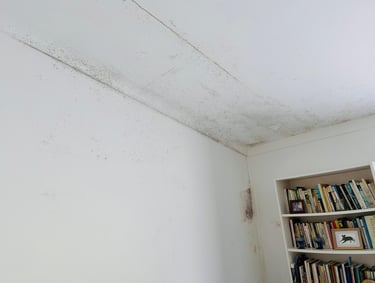Black mold growth spreading across a white bedroom ceiling and corner wall near a bookshelf.