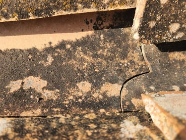 Close-up of weathered terracotta roof tiles showing dark moss growth and lichen buildup.