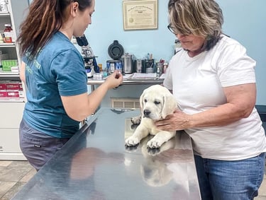 puppies for sale in usa 