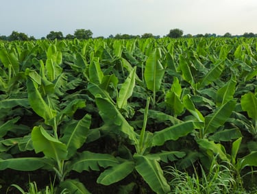 GMM Fruits Indian Bananas