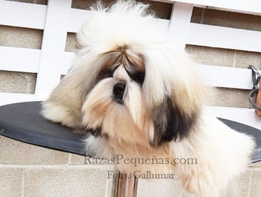 shih tzu pelo largo