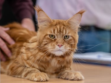 Red Tabby