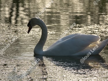 La majesté du Cygne  Seine et Marne
