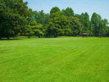 Commercial Bermuda Grass installation for a park in Marathahalli, Bangalore