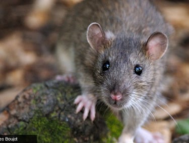 Montral Rat Guide