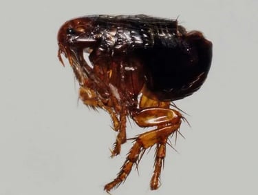 Montreal Cat Flea Guide