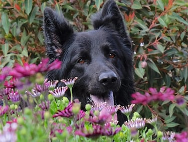 A long-haired black German Shepherd peeks through vibrant purple and pink flowers in a garden.