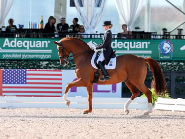 Dressage rider, Lisa Wilcox on a large chestnut gelding in passage at the Global Dressage Festival