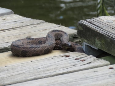 Warning glance, water moccasin