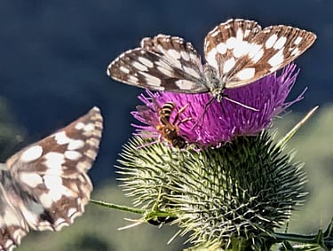 Papillon sur fleur de Chardon