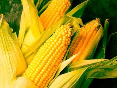 GMO Yellow Corn for Human Consumption