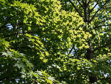 Low-angle view looking directly up into a dense canopy of maple and oak trees during summer, bright sunlight creating highlights on translucent emerald leaves, North American forest composition.