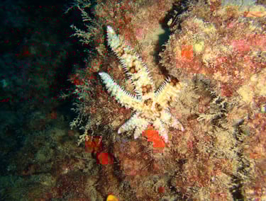Blue spiny starfish (Coscinasterias tenuispina)