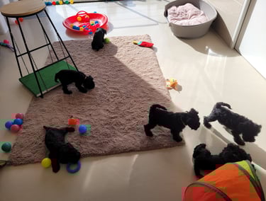 chiot schnauzer