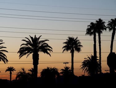 a line of palm trees across the horizon during sunrise