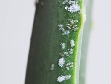 Mealy bug treatment guide