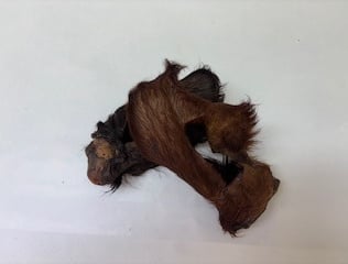 zwei Rinderohren mit Fell