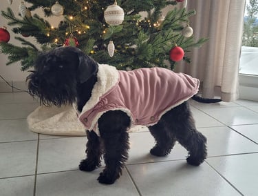 Schnauzer nain noir devant sapin de Noêl