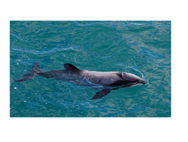 Hectors Dolphin- Conservation Status: Endangered