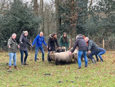 Teambuilding schapendrijven