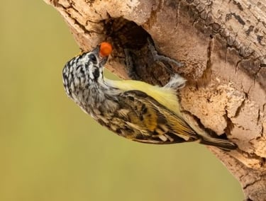 A Vieillot's Barbet with a red berry in its beak perched on a tree trunk in the wild.