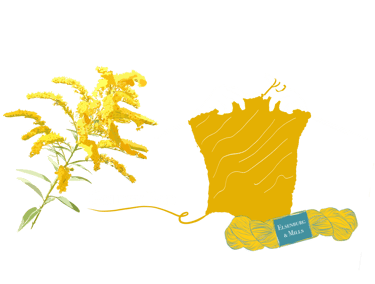 illustration of Golden Rod plant; a dye plant we use for our yarn