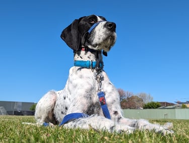 Regal Duplo English Pointer in drop command